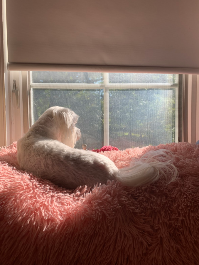 A dog named Penny looks out of the window on a sunny morning in Flossmoor. Penny is stuck inside of the house just like everyone else during the COVID-19 pandemic.