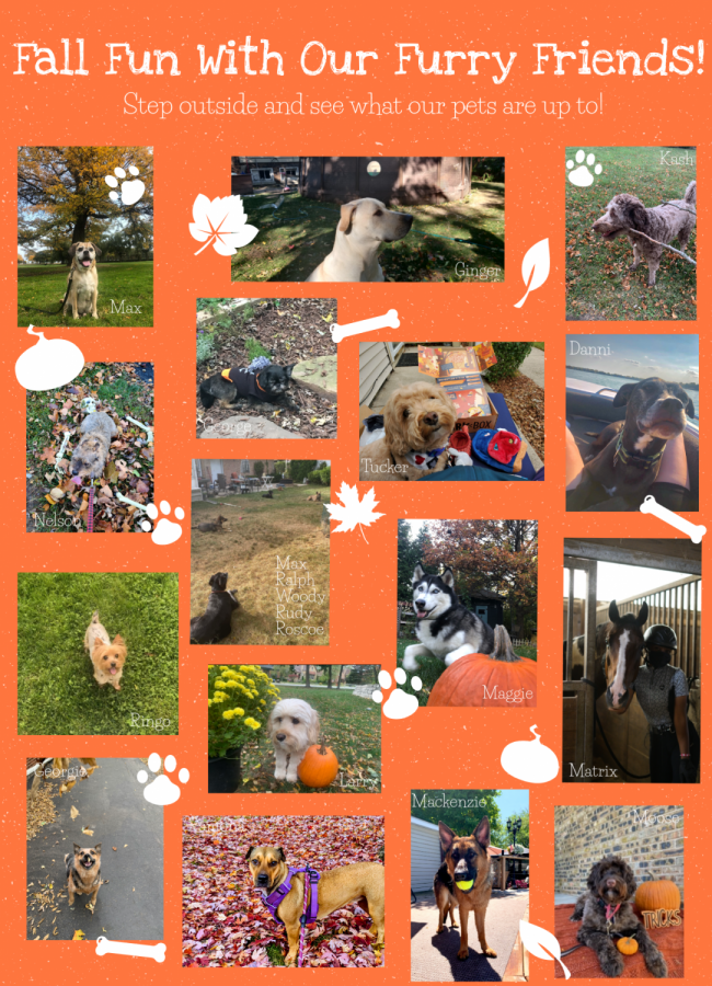 H-F pets love to play outside in the fall!