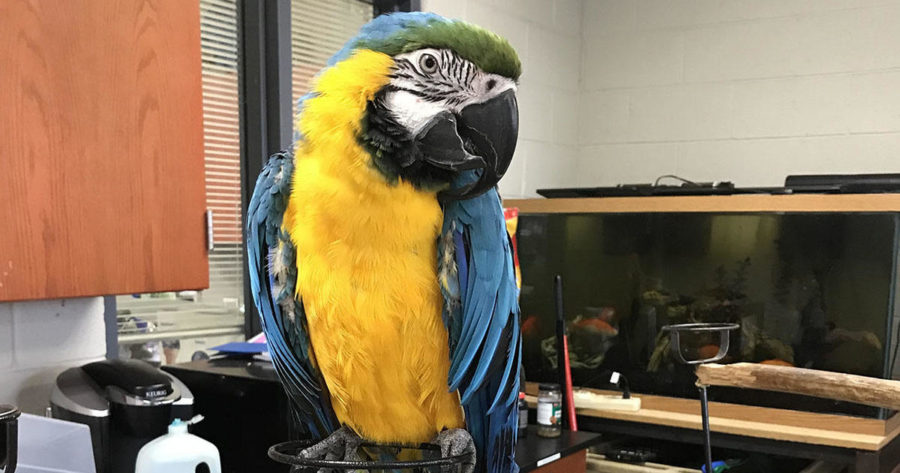 Blue the Macaw sitting on branch 