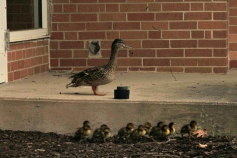 H-Fs resident duck family in the A-Building courtyard on 5/8.