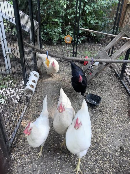 Chickens cross the road into Homewood