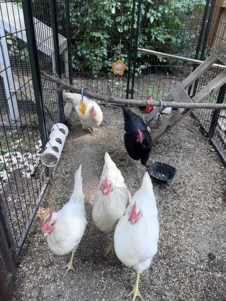 Chickens cross the road into Homewood
